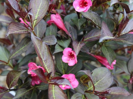 Weigela florida 'Alexandra'