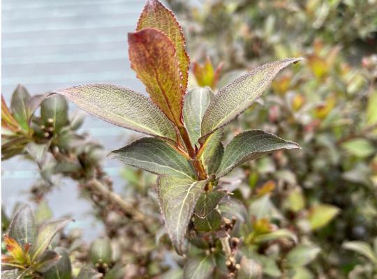 Weigela florida Foliis Purpureis