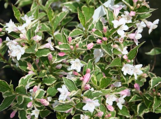 Weigela florida Variegata