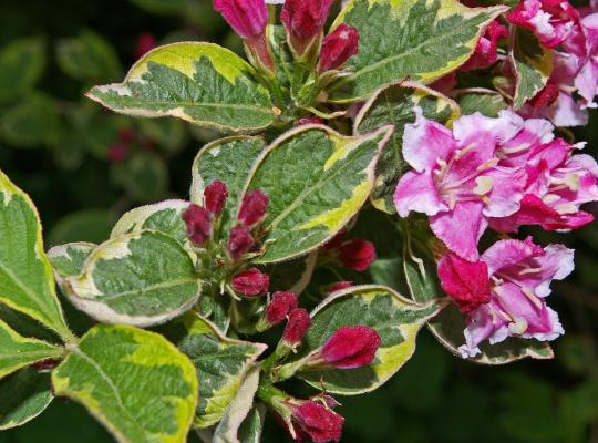 Weigela kosteriana variegata