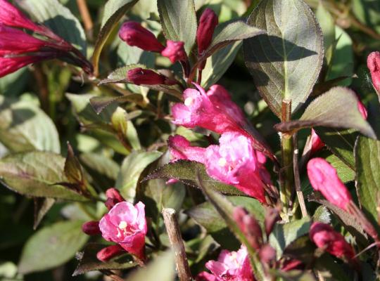 Weigela Victoria