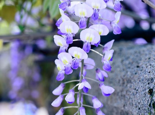 Wisteria flor. 'Domino'