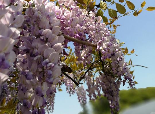 Wisteria flor. 'Honbeni'