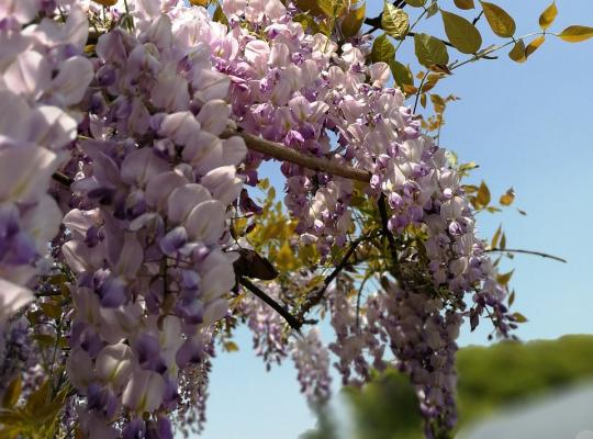 Wisteria floribunda Hon-beni