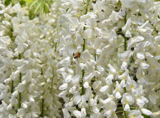 Wisteria floribunda Shiro-noda