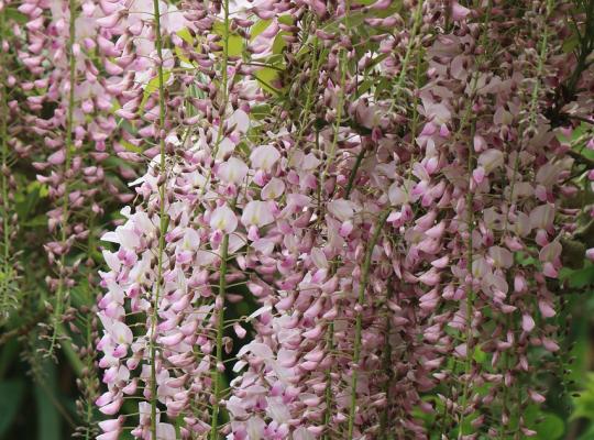 Wisteria brachybotrys Showa-beni