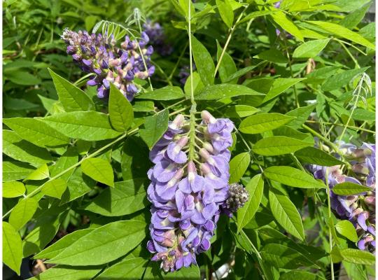 Wisteria frutescens 'Amethyst Falls'