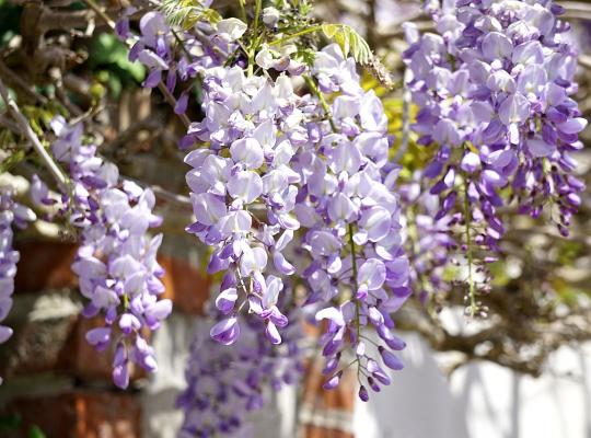 Wisteria sinensis Amethyst