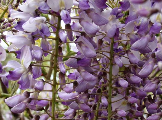 Wisteria floribunda Macrobotrys