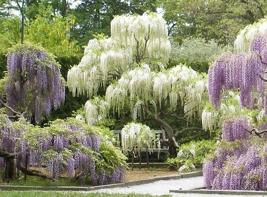 Wisteria sinensis Alba