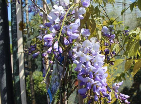 Wisteria sinensis Blue Sapphire