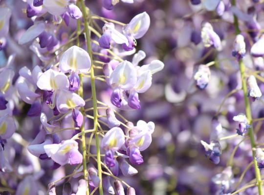 Wisteria sinensis Prematura