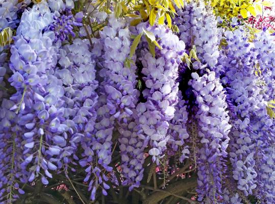 Wisteria sinensis Prolific