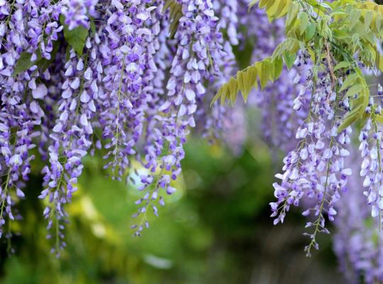 Wisteria sinensis