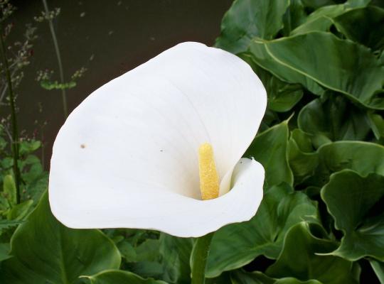 Zantedeschia aethiopica Crowborough