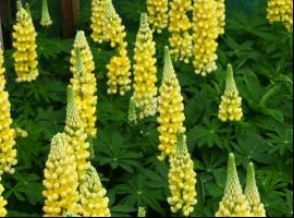 Lupinus Desert Sun (Westc.)