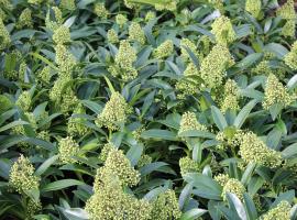 Skimmia shop kew green