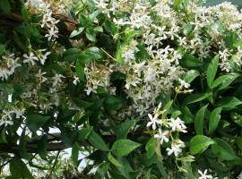 Trachelospermum jasminoides